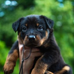 Glitch - Black and rust male Beauceron puppy in Medina, Ohio from Beaucerons Des Vents