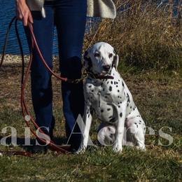 Dalmatians from Rosais Acres LLC