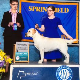 Holly - Labrador Retriever