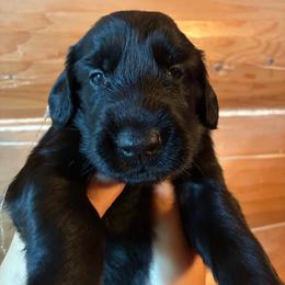 Amelia - Black female Flat-Coated Retriever puppy in Park Rapids, Minnesota from Catori