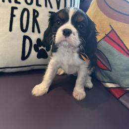 Lucy - Tri-color female Cavalier King Charles Spaniel puppy in S AI Nt Louis, Missouri from DunEakins Cavaliers
