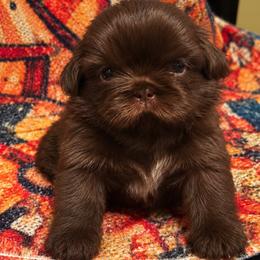 Boy 3 - Liver male Shih Tzu puppy in Wooster, Ohio from Mending Hearts Shih Tzu's