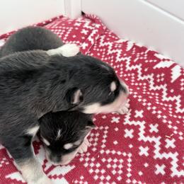 Boy 1 - Seal and white male Alaskan Malamute puppy in Incline Village (Tahoe), Nevada from Snowlion Alaskan Malamutes – High Sierra – Near Lake Tahoe