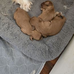 Jacob - Blenheim male Cavapoo puppy in Siloam Springs, Arkansas from Kingdom Bound By Design