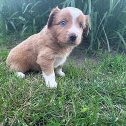 Madonna (has tail) - Red merle female Miniature Australian Shepherd puppy in Terryville, Connecticut from Spirited Aussies