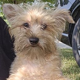 Axel - Gold male Yorkshire Terrier puppy in Lebanon, Kentucky from Mosaic Merle Doodles