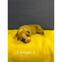 Female C - Red female American Pit Bull Terrier puppy in Pensacola, Florida from Alpha Alliance Kennels