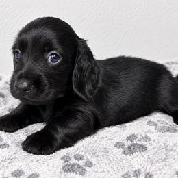 Leonard - Black male Dachshund puppy in Piedmont, Oklahoma from Jess’s Dachshunds
