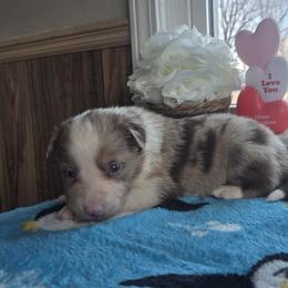 Bear - Red merle male Border Collie puppy in Gary, Indiana from Lake Ridge Border Collies