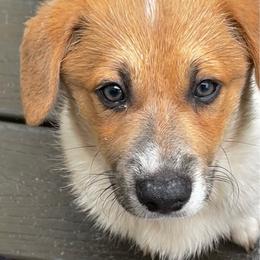 Male 1 Sable Bluie with Strip - Blue male Pembroke Welsh Corgi puppy in Moundville, Alabama from Cartee Corgis - Debi Cartee Mills