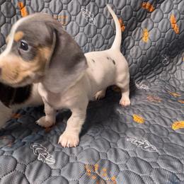 Girl 1 - Piebald female Dachshund puppy in Stockton, California from Royalty Weenies