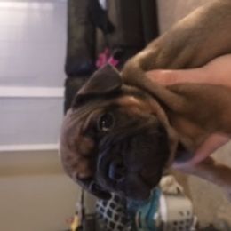 French Bulldog Puppies from PNW French Bulldogs