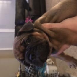 French Bulldog Puppies from PNW French Bulldogs