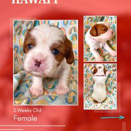 Hawai'i - Blenheim female Cavalier King Charles Spaniel puppy in Kapaa, Hawaii from Hanai Cavaliers