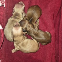 Daisy - Cream female Dachshund puppy in Powhatan, Virginia from Dashing Dachshunds Kennels