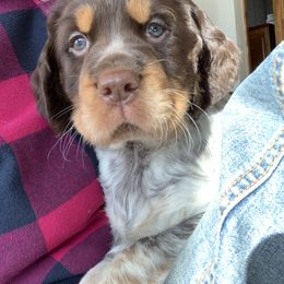 English Springer Spaniel Puppies from Rocky Mountain Springer Spaniels