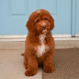 Henry - Red  male Goldendoodle puppy in Tucson, Arizona from Sun Valley Goldendoodles