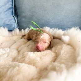Green collar - Cream male Goldendoodle puppy in San Antonio, Texas from Pasatiempo Ranch