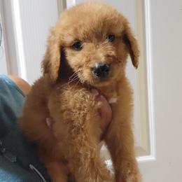Charlie - Apricot male Goldendoodle puppy in Milwaukwe, Wisconsin from Wisconsin Doodles