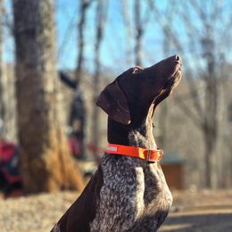Conan - German Shorthaired Pointer