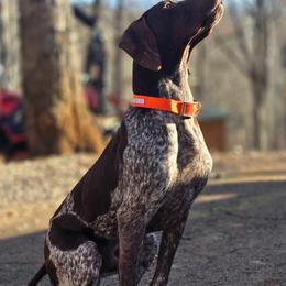 Conan - German Shorthaired Pointer