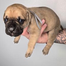 Asher - Fawn male Cane Corso puppy in Elkhart, Indiana from Martins Almighty Cane Corsos