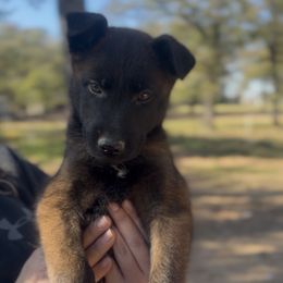 Male- confident solid and well driven - Black sable male Belgian Malinois puppy in Dallas, Texas from OreVis Malinois