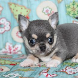 Boy 2 - male Chihuahua puppy in Cache, Oklahoma from Charming Lil Chihuahuas