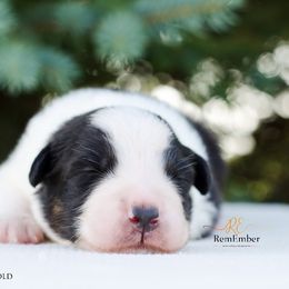 Australian Shepherd Puppies from RemEmber Australian Shepherds