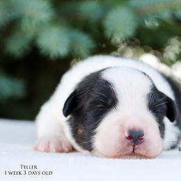Australian Shepherd Puppies from RemEmber Australian Shepherds