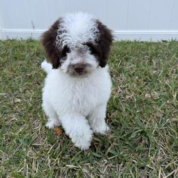 Mania - Black and white male Cockapoo puppy in Fort White, Florida from Jade