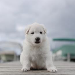 Berger Blanc Suisse Puppies from Nasha Comanda White Swiss Shepherds