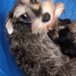 Miniature Schnauzers from Dilboy Farms Miniature Schnauzers