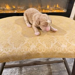 Cometa - Cream female Goldendoodle puppy in Indian Mound, Tennessee from Dana Walters