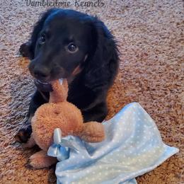 Dachshund Puppies from Dumbledores Mini Dachshunds