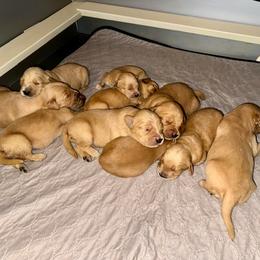 Girl 2 - Golden female Golden Retriever puppy in Albany, Georgia from Sassafras Goldens