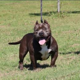 Fiona - Blue female American Bully puppy in Dixon, Kentucky from Haymaker Bully Camp