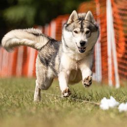 Bandito - Siberian Husky