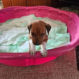 Girl 3 - Rd whtn blk nose female Rhodesian Ridgeback puppy in Caldwell, Idaho from Haley Gross's 	Rhodesian Ridgebacks and Minature Pinchers