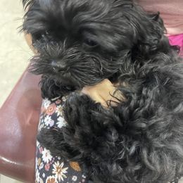 Red collar - Black male Black Russian Terrier puppy in Spokane, Washington from Amethyst Black Russian Terriers