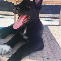 German Shepherd Puppies from Royalty German Shepherds