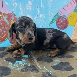 Frannie - Dapple female Dachshund puppy in Hawley, Texas from Foxy’s Dachshunds & Toy Aussies