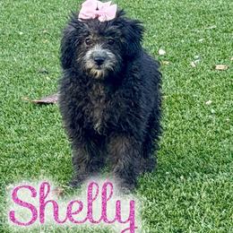 Shelly - female Corgipoo puppy in Garland, Texas from Brewer's Doodles and French Bulldogs