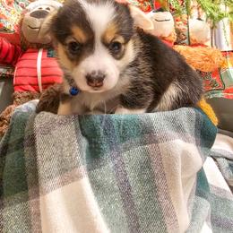 Spruse - Black and tan female Pembroke Welsh Corgi puppy in Fortine, Montana from North Star Pembroke Welsh Corgi's