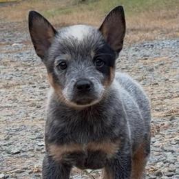 Fiddle - Blue male Australian Cattle Dog puppy in Devalls Bluff, Arkansas from Coolhand's Australian Cattle Dogs