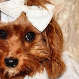 Cozy - Cavapoo