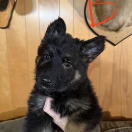 Banner - Black and red female German Shepherd puppy in Statesville, North Carolina from Von Haus Morgensturm