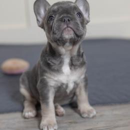 Mufasa - Tricolors male French Bulldog puppy in Austin, Texas from Ward's Frenchies 2 Yours