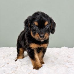Uncle Fester - Black and tan male Cavapoo puppy in Springfield, Ohio from Dawson & Daryn's Royal Companions