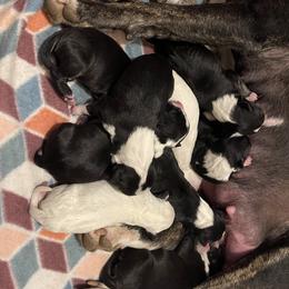 Bull Terrier and Poodle Puppies from The Dynasty